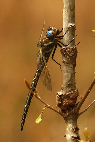 Male
2005_04_06
